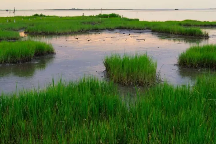 Ducks Unlimited, Geofoam, and the Nation’s Wetlands