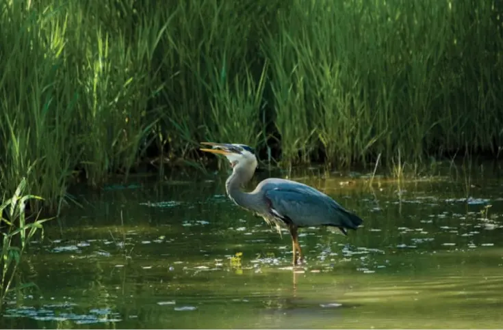 Wetlands photo