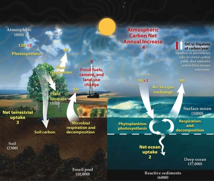 carbon sink image